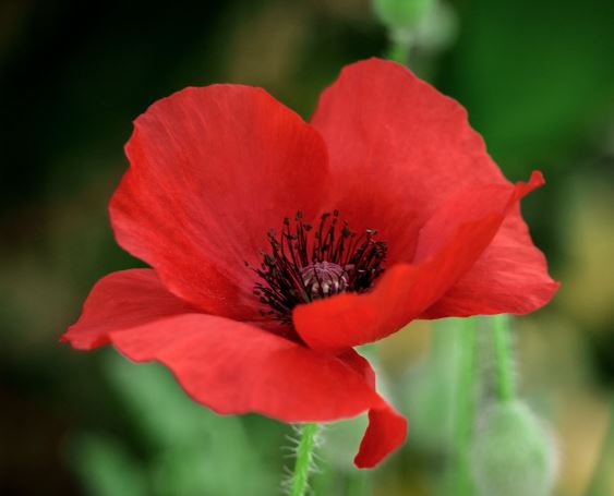 Poppy