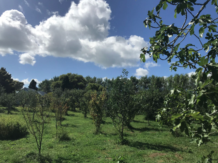Orchard